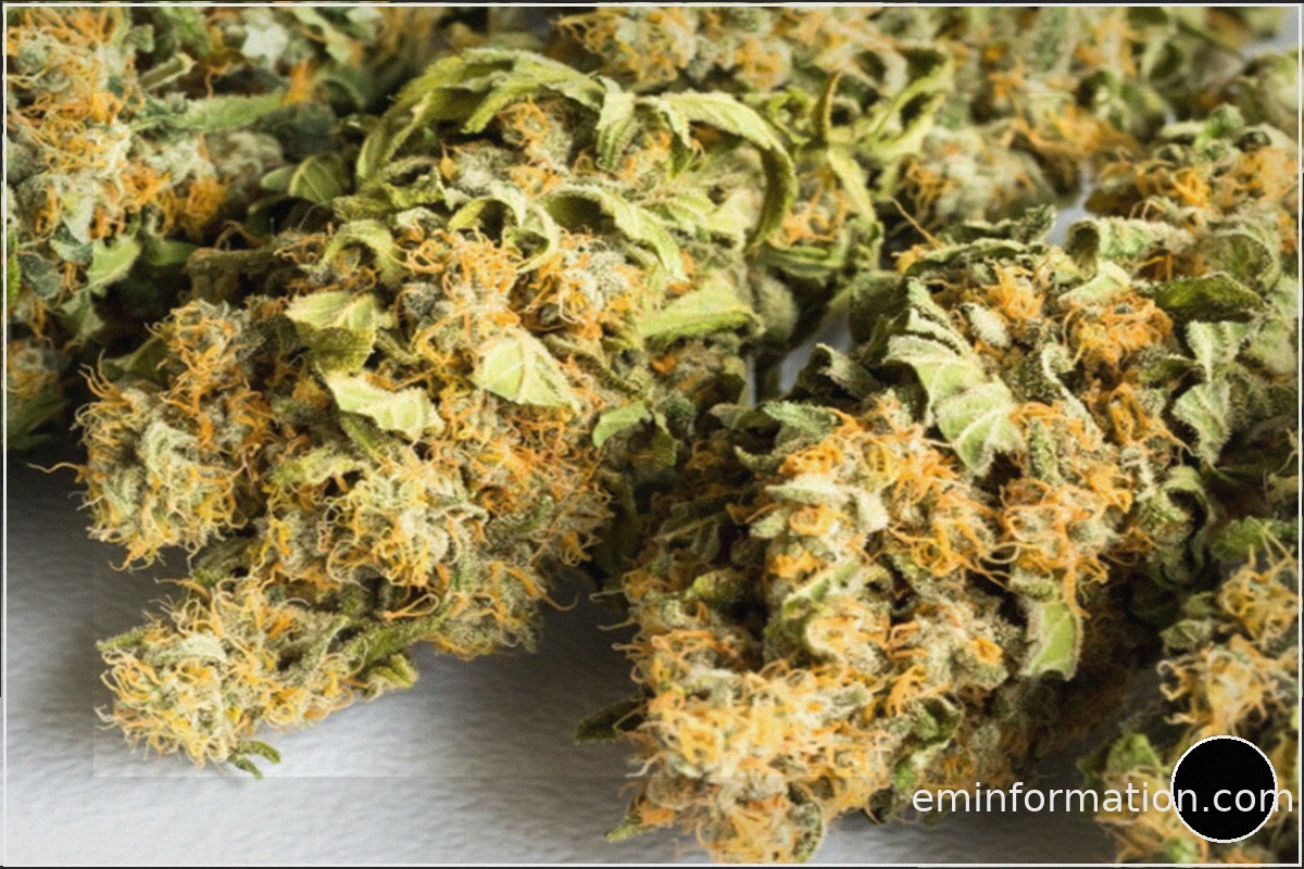 Biscotti Cake Weed Strain: Origins, Profile, and Characteristics